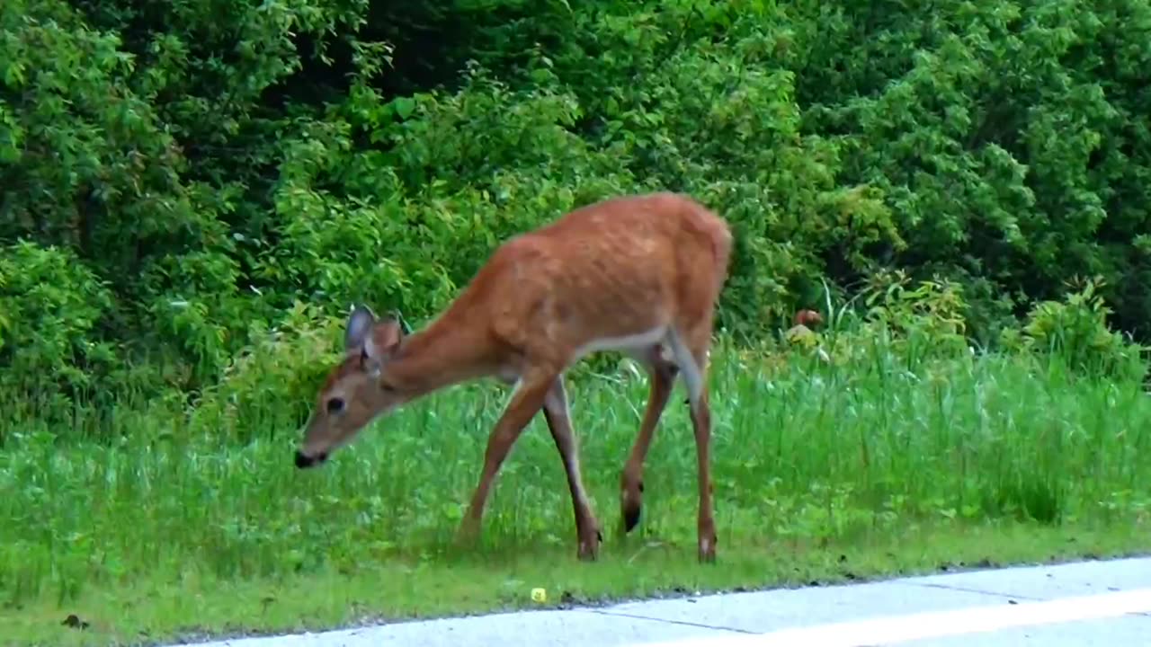 White-tailed deer