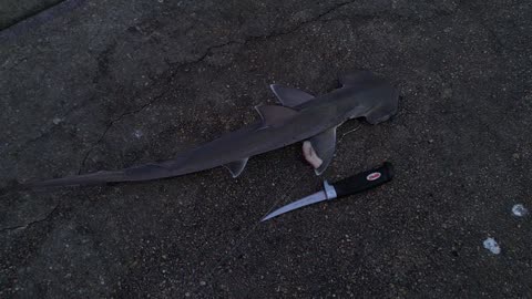 Bonnet head shark I caught