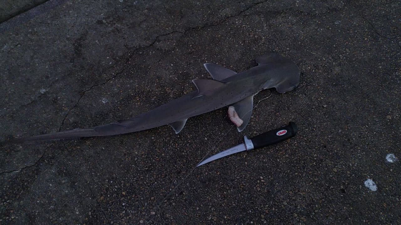 Bonnet head shark I caught