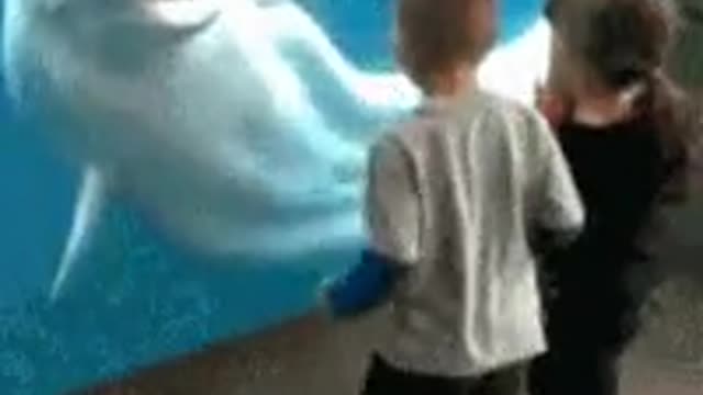 cheeky dolphin 😄🐬🐬
