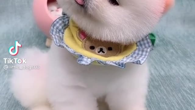 Dog training