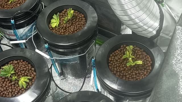 16 CANNABIS CLONES PUT INTO DWC BUCKETS