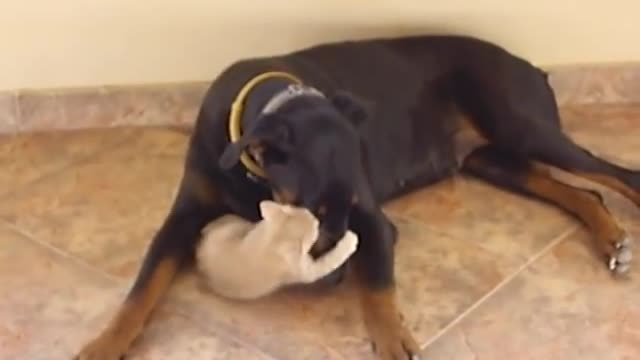 doberman still playing with the kitten