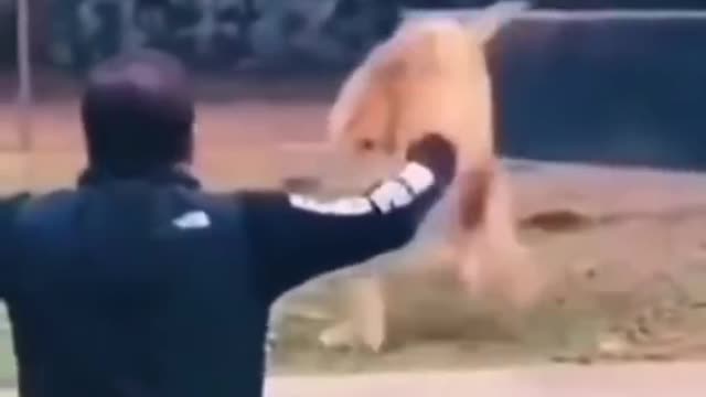 best friend btween tiger and men