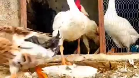 Funny animals🐓🐍🐓