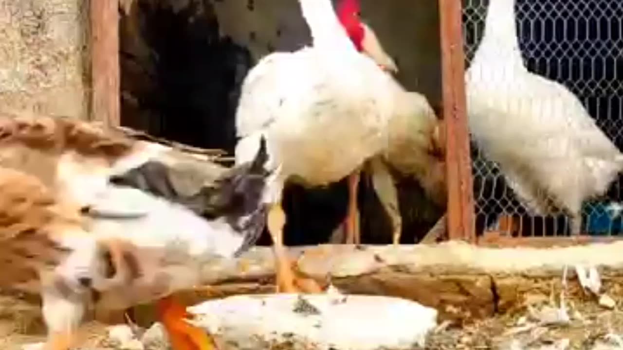Funny animals๐๐๐