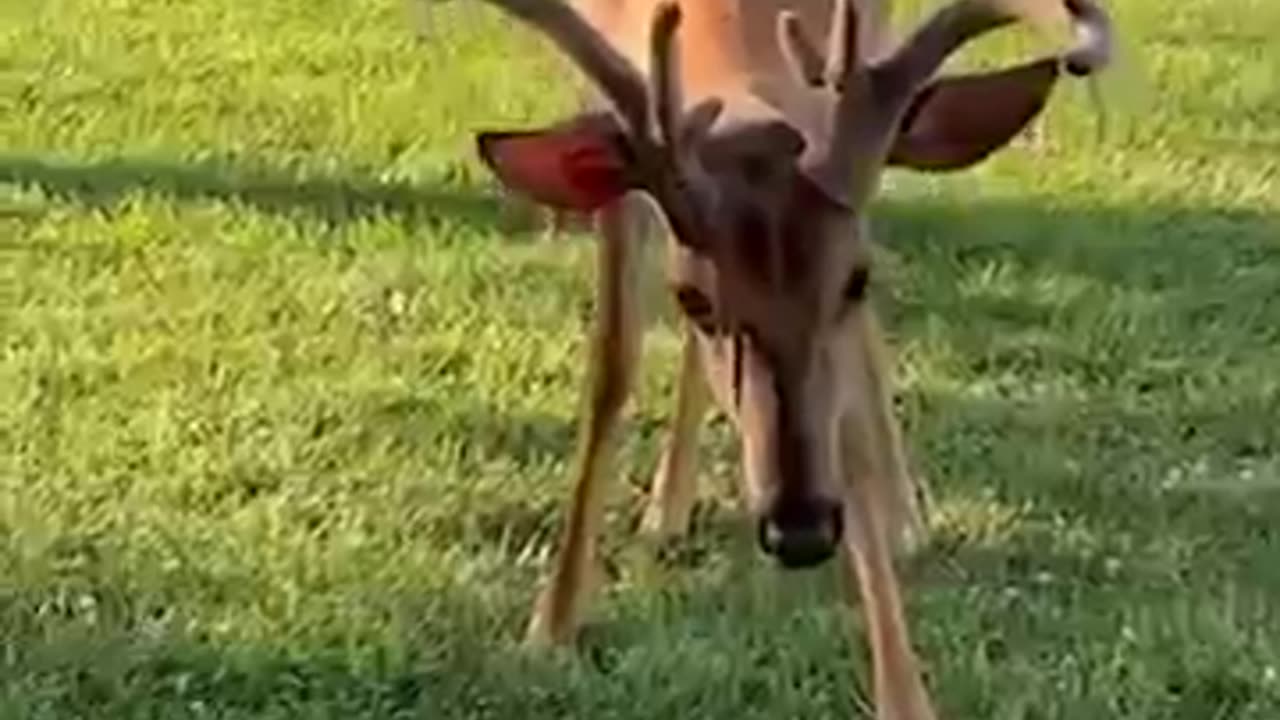 Tiny kitten befriends deer