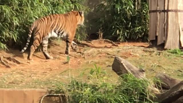 Watching The Tiger Moving Around