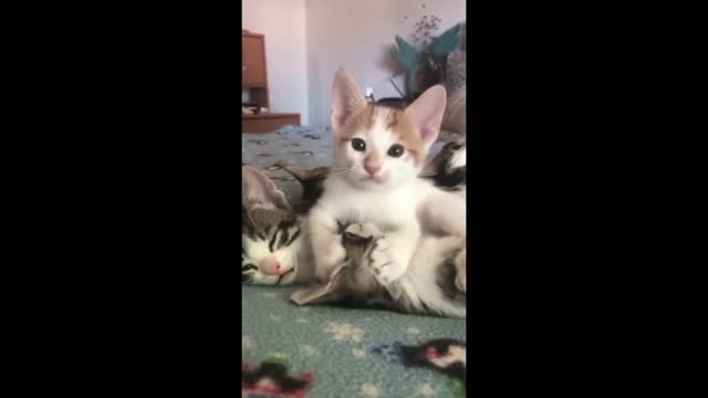 Amazing Funny cats viral