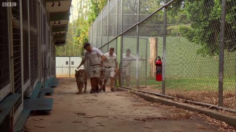 Cubs Meet Adult Tiger for the First Time | Tigers About The House | BBC Earth