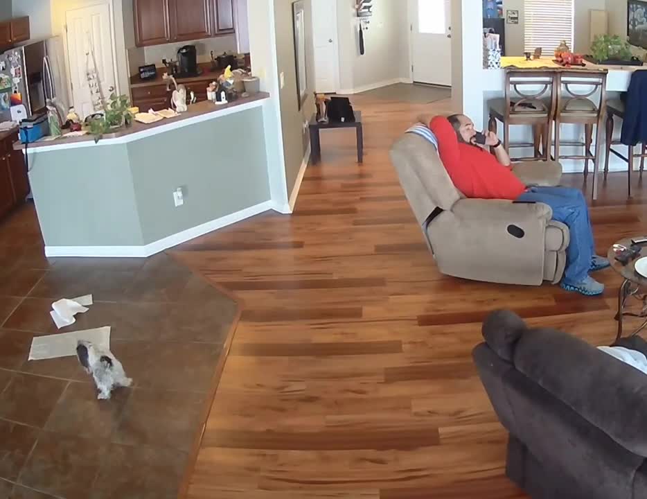 Small Dog Farts Loudly and Scares a Man Sitting on Chair and Talking on the Phone