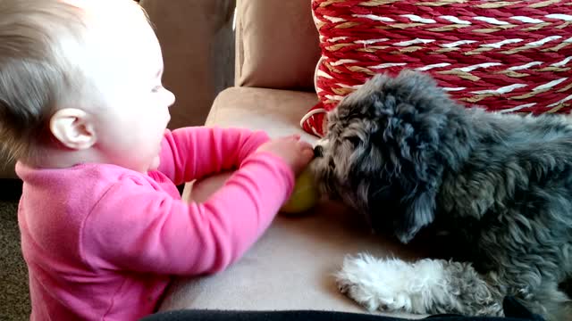 Baby and puppy play together