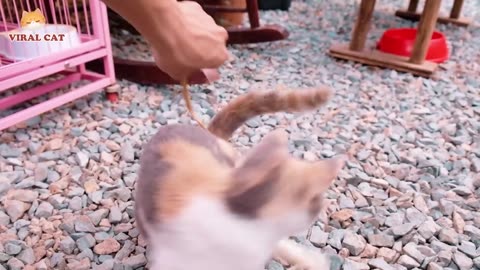 Playing cat
