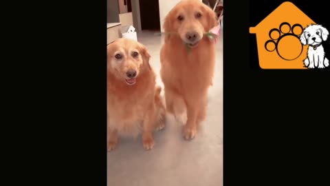 Dog proposing his partner