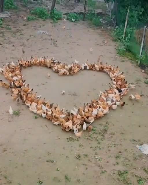 Ducks forming a heart of love