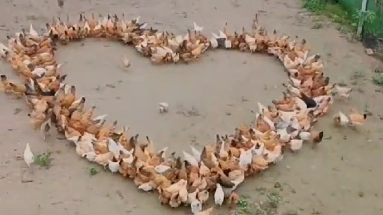 Ducks forming a heart of love