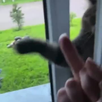 Standard Issue Cat Human Relationship