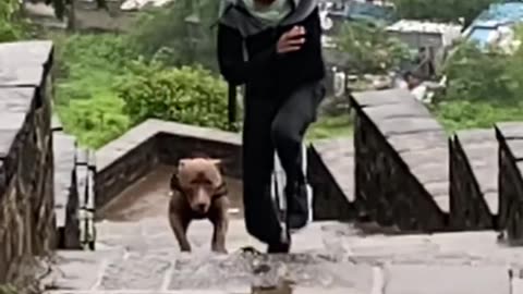 Treking with American Bully 🐾