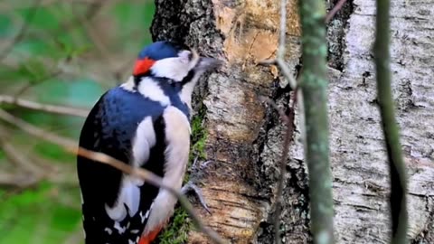 Woodpecker