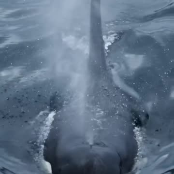 ORCA BEAUTIFUL ANIMAL
