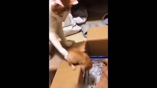 Cat Funny Video Watch Now