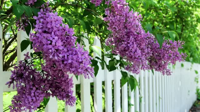 Grosh's Grass Gazette May 2022 Video E-Newsletter