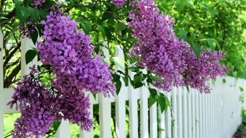 Grosh's Grass Gazette May 2022 Video E-Newsletter