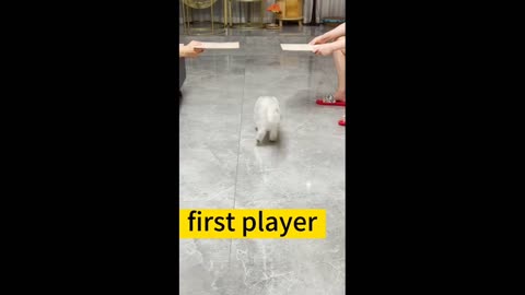 Funny animals video 🤣