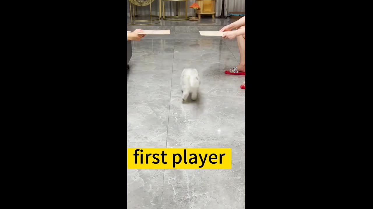 Funny animals video 🤣