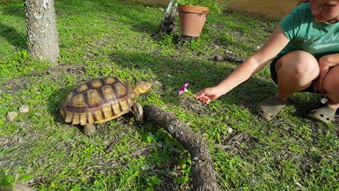 Tortoise Devours Pretty Flower