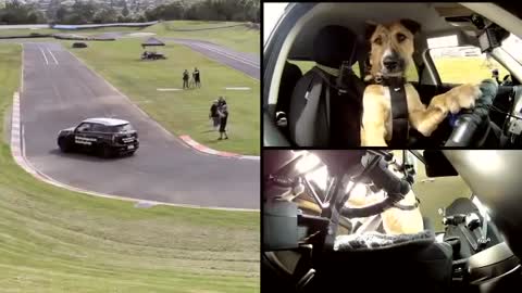 Meet porter the first driving dog in history