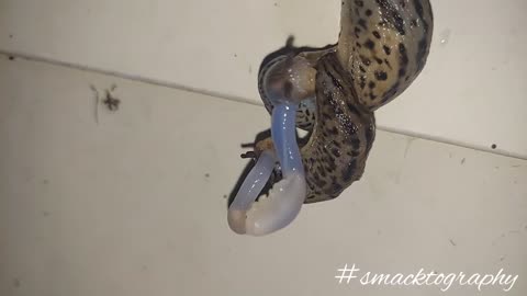 Leopard Slugs Mating #Slugs #nature #Mating #creatures