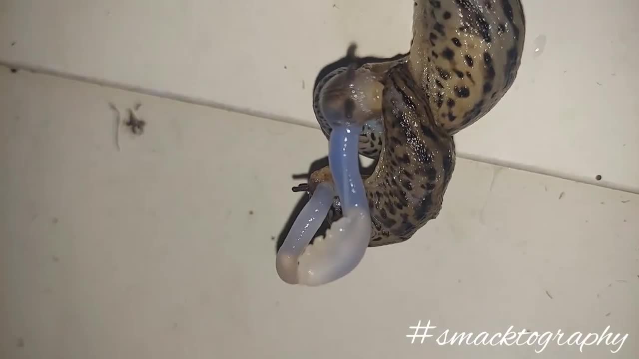 Leopard Slugs Mating #Slugs #nature #Mating #creatures