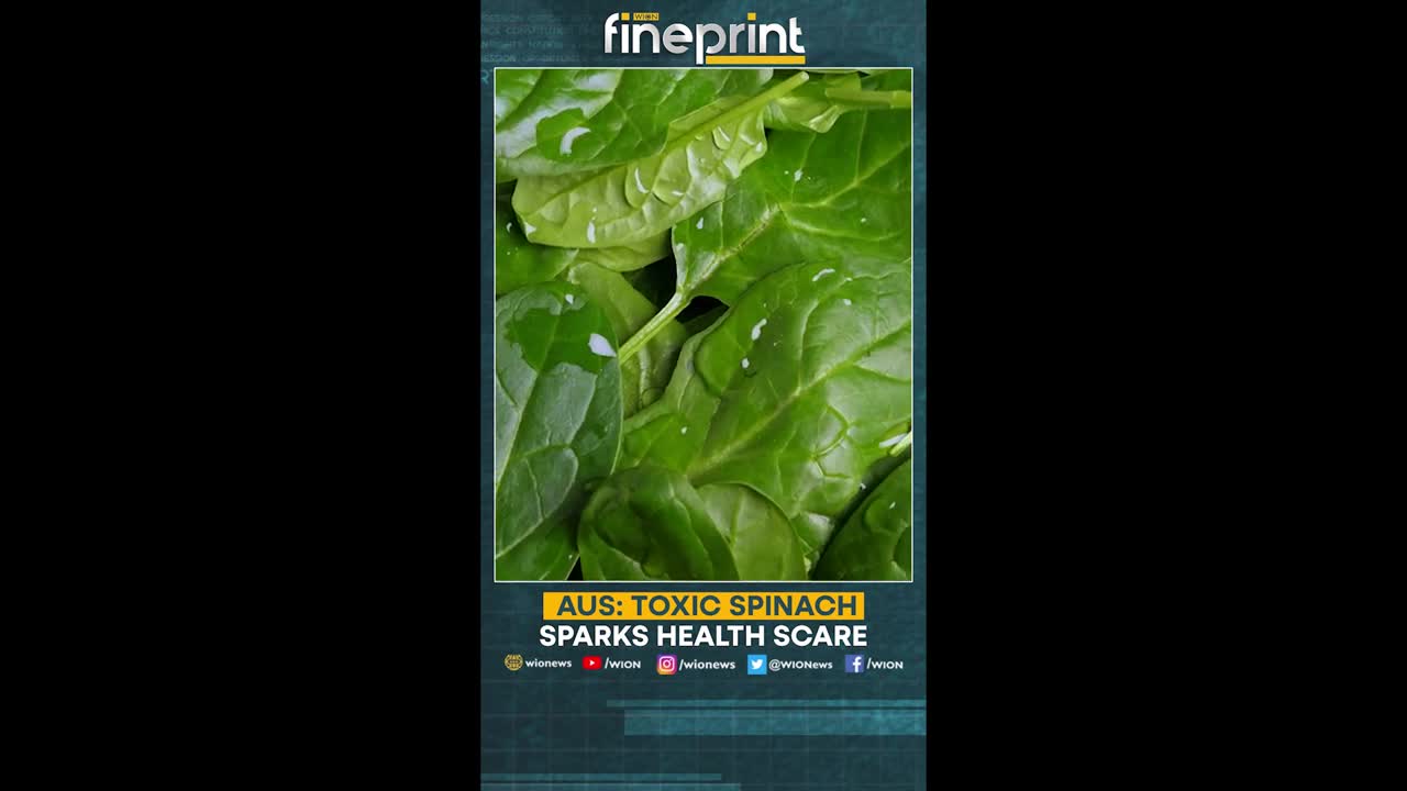 WION Fineprint _ Australian spinach causing hallucinations_