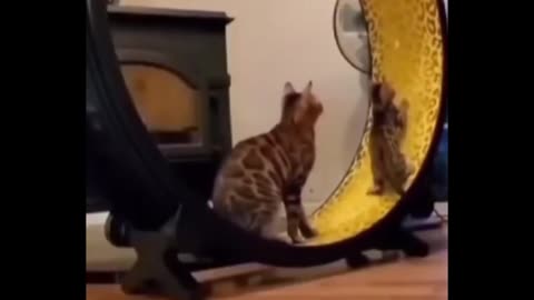 Cat/🤣🤣funny video 😁