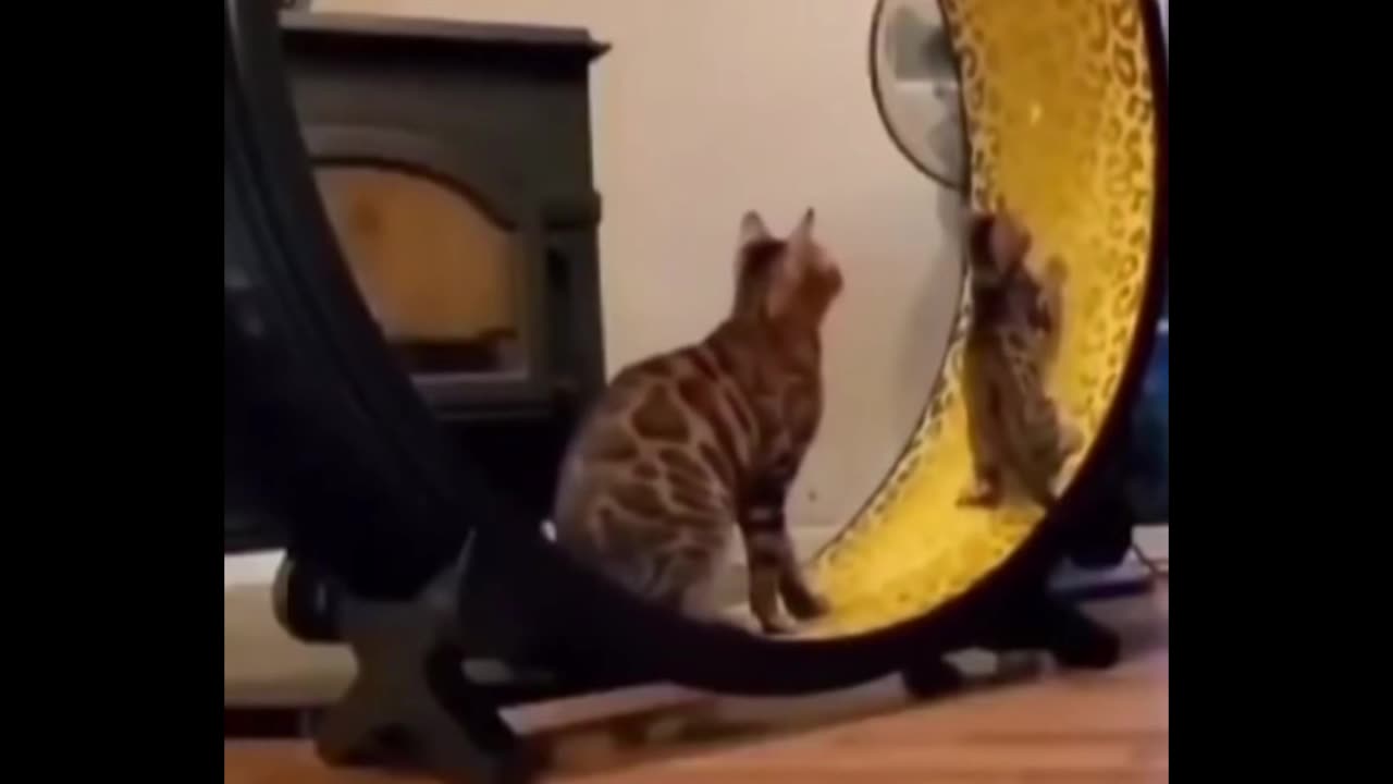 Cat/🤣🤣funny video 😁