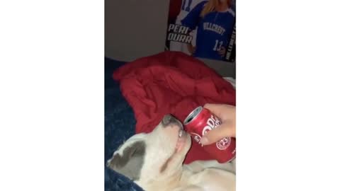 The dog enjoys coke.