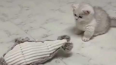 Cat fun with fish 🐠🐟 funny animal 🤣😂