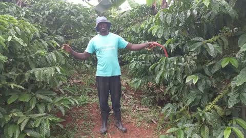 Spacing - Coffee Planting Training