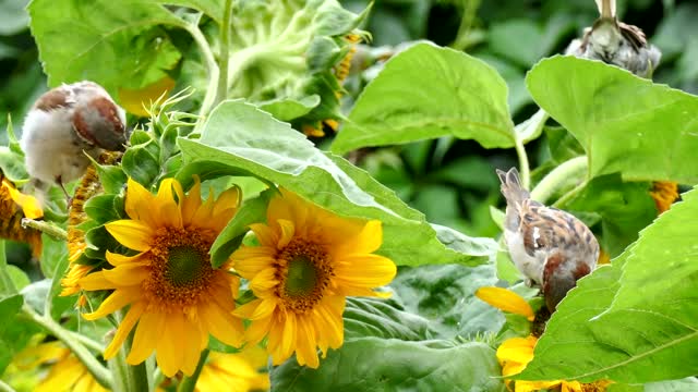 Bird Sparrow Sunflower Foraging Close Up Sparrows