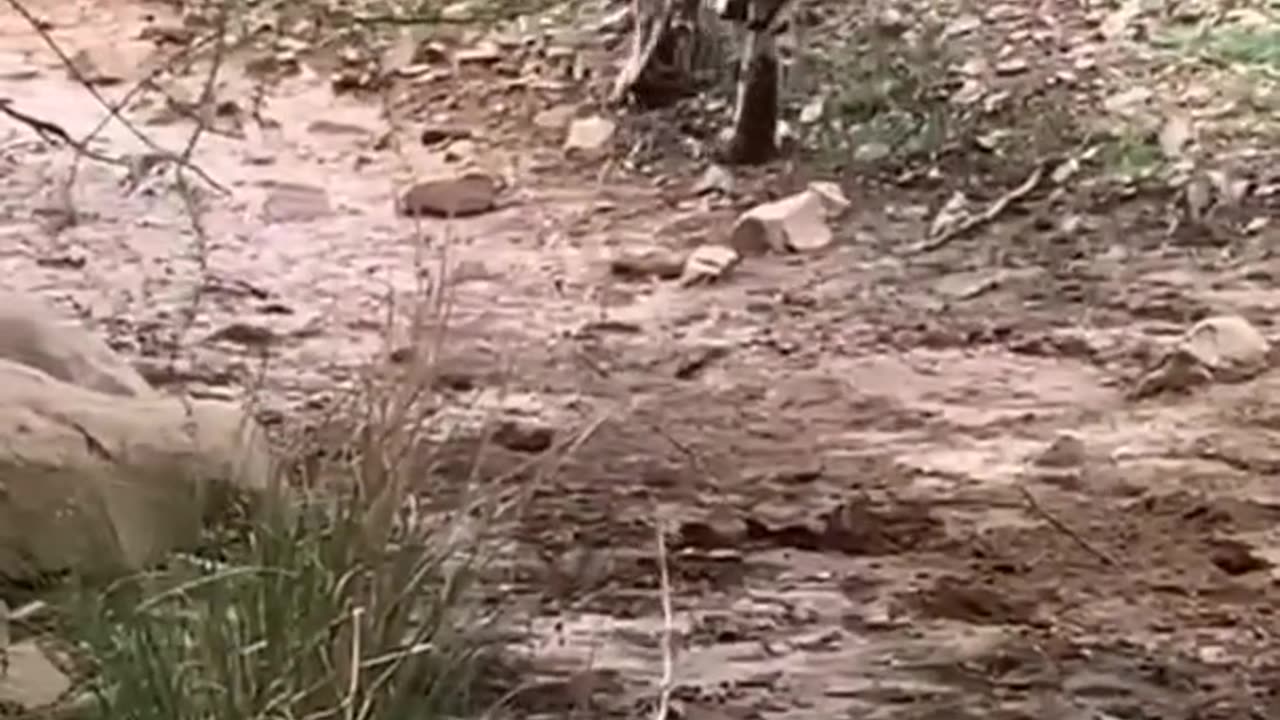 Tiger killed dog