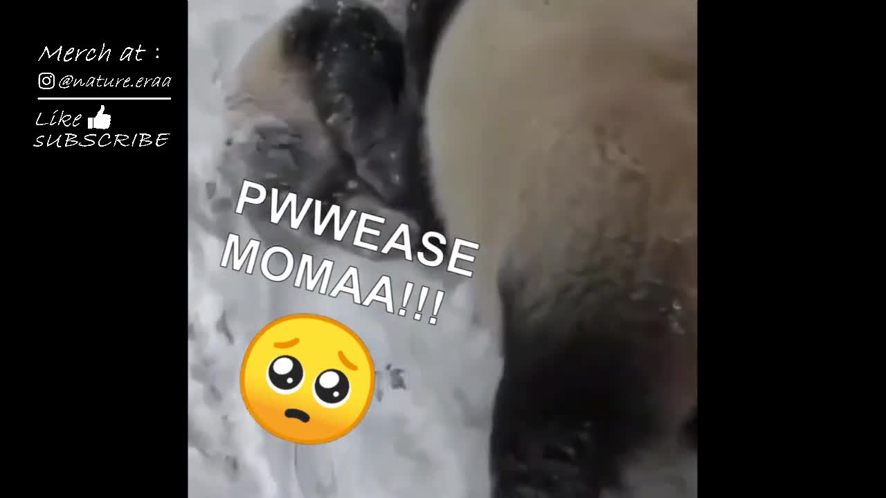 BABY PANDA playing in the SNOW before MOM catch him!!! 👶🐼