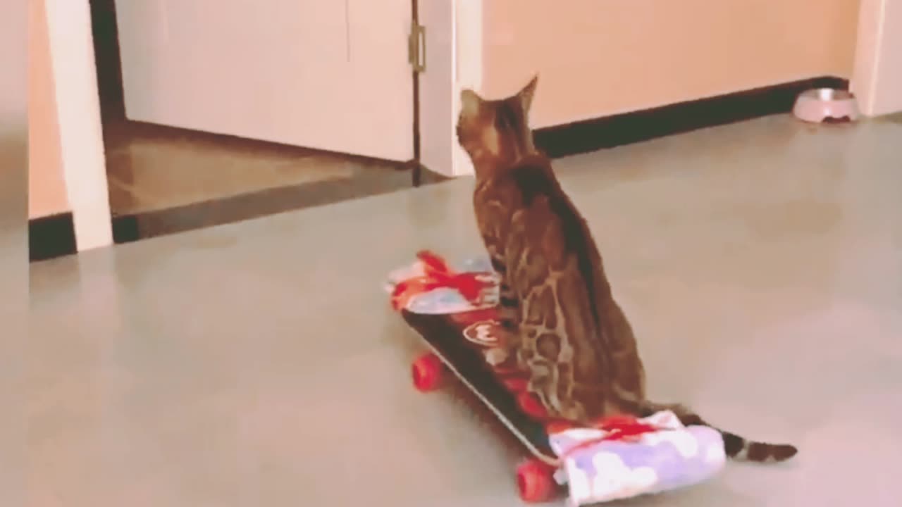 Cute cats funny videos 🤣🤣🥰🥰