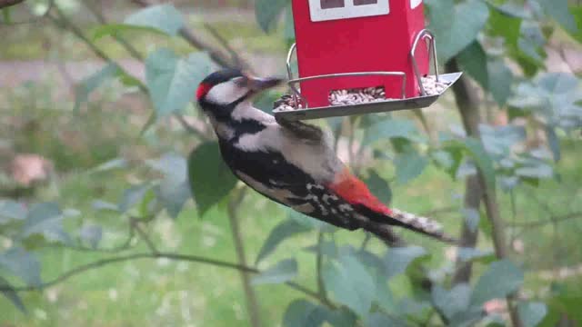 Little colorful bird