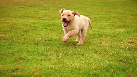 Running puppy