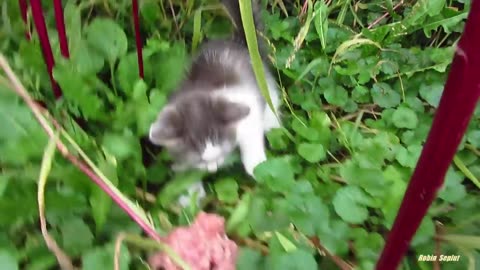 Kitten hissing at me because the first time he saw a man