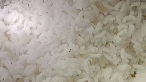 Ants around rice