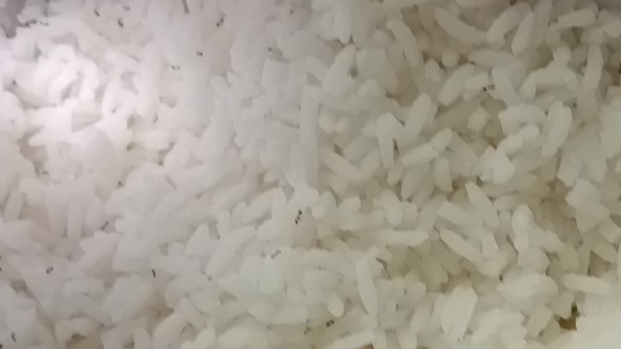 Ants around rice