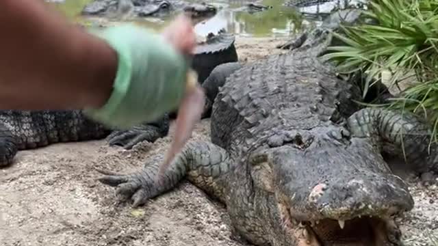 Happy gators live in Gator land 😁😁 look at that smile