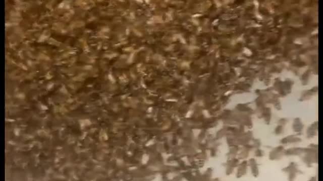 The constant buzz must’ve driven the homeowner mad Via beeleafusa